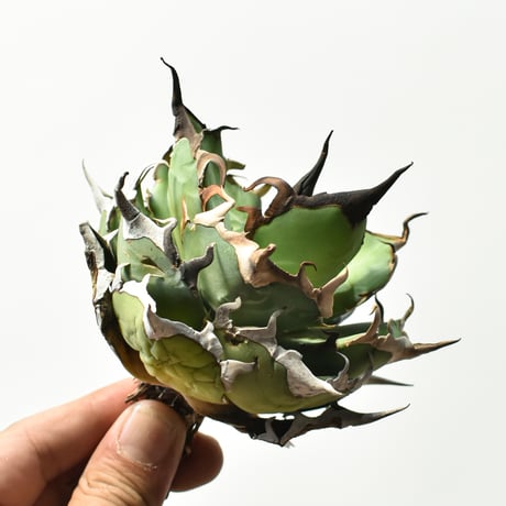 アガベ チタノタ "精品ハデス" / 精品黒帝斯、精品恐竜牙歯 【台湾 dragon agave産/中株/抜き苗】B83