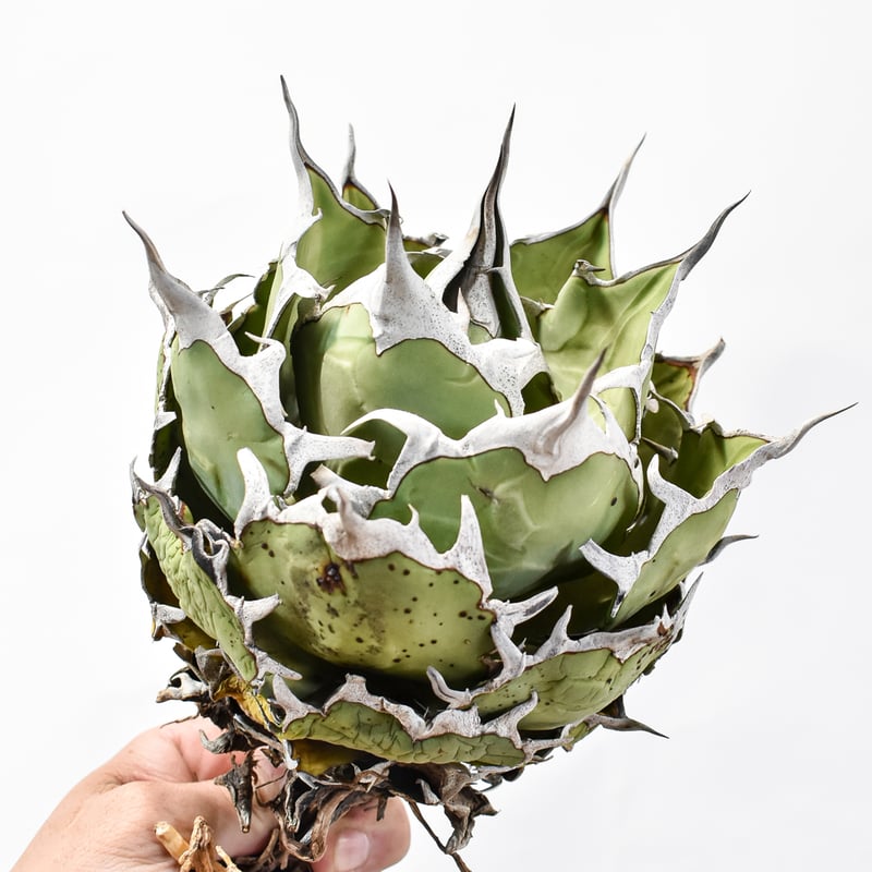 アガベ チタノタ 