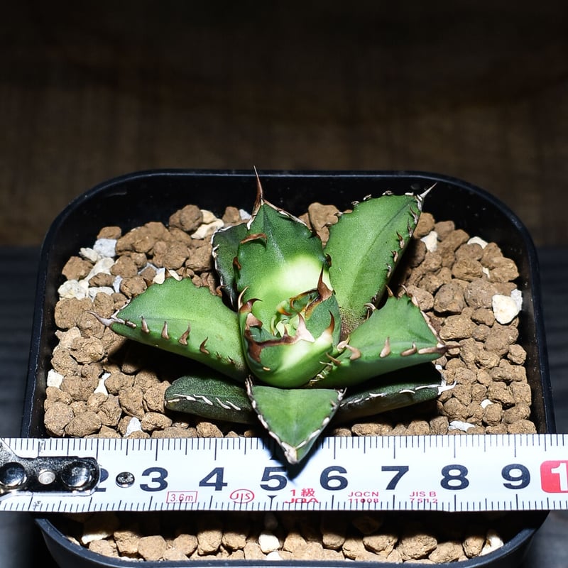 12点　miko様　チャウヌタペストリー 🌕