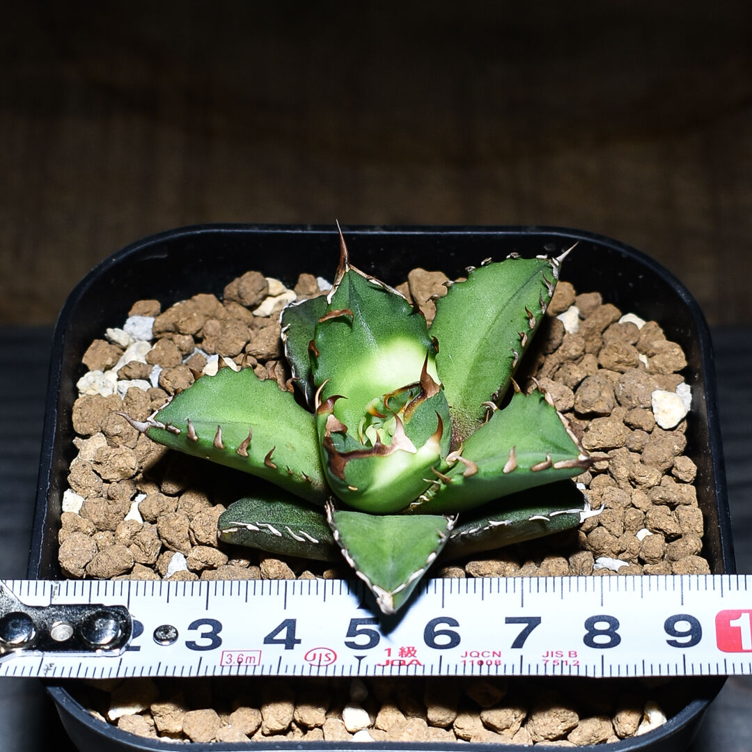 く*こ様 ㉙ アガベ　ドワーフ　極上イラン輸入株　チタノタ　まん丸ドワーフ 2025年最新】ペルシアンドワーフの人気アイテム - メルカリ