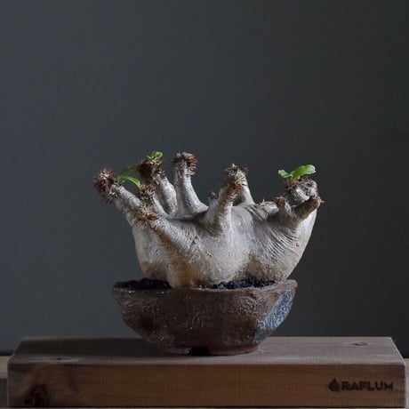 CATEGORY マカイエンセ | RAFLUM / ラフラム｜東京、大阪の塊根植物