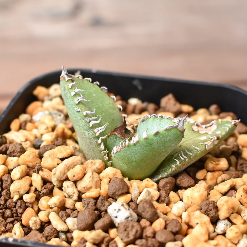 【コレクション株】アガベ チタノタ カニ 螃蟹/蟹/crab 親株 コレクション株】アガベ チタノタ カニ 螃蟹/蟹/crab 親株