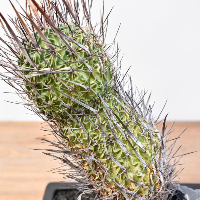 お値下げ★SATOKA Cactus White サトカ　カクタス お値下げ☆SATOKA Cactus White サトカ カクタス