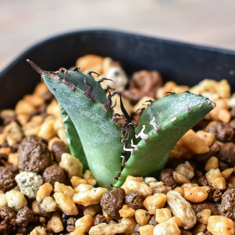 アガベ チタノタ "黒犀牛" 【台湾 dragon agave産/発根済/子株】DG2401593