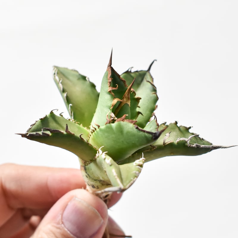 アガベ　チタノタ　ハデス　黒帝斯 Amazon｜アガベ チタノタ ハデス 黒帝斯/Agave titanota 'Hades