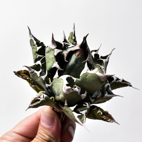 CATEGORY チタノタ 姫厳龍 | RAFLUM / ラフラム｜東京、大阪の塊根植物