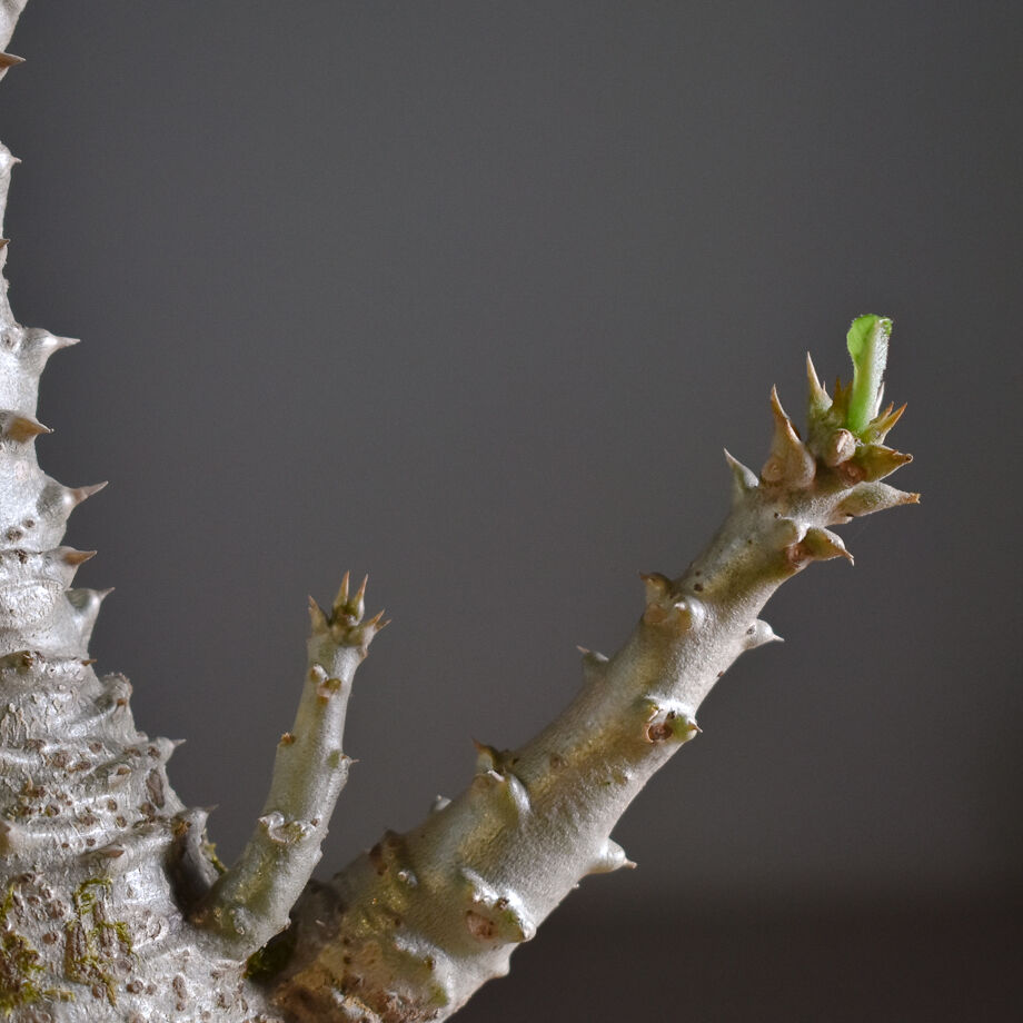 パキポディウム ウィンゾリー Mサイズ【現地株に匹敵する圧倒的な存在