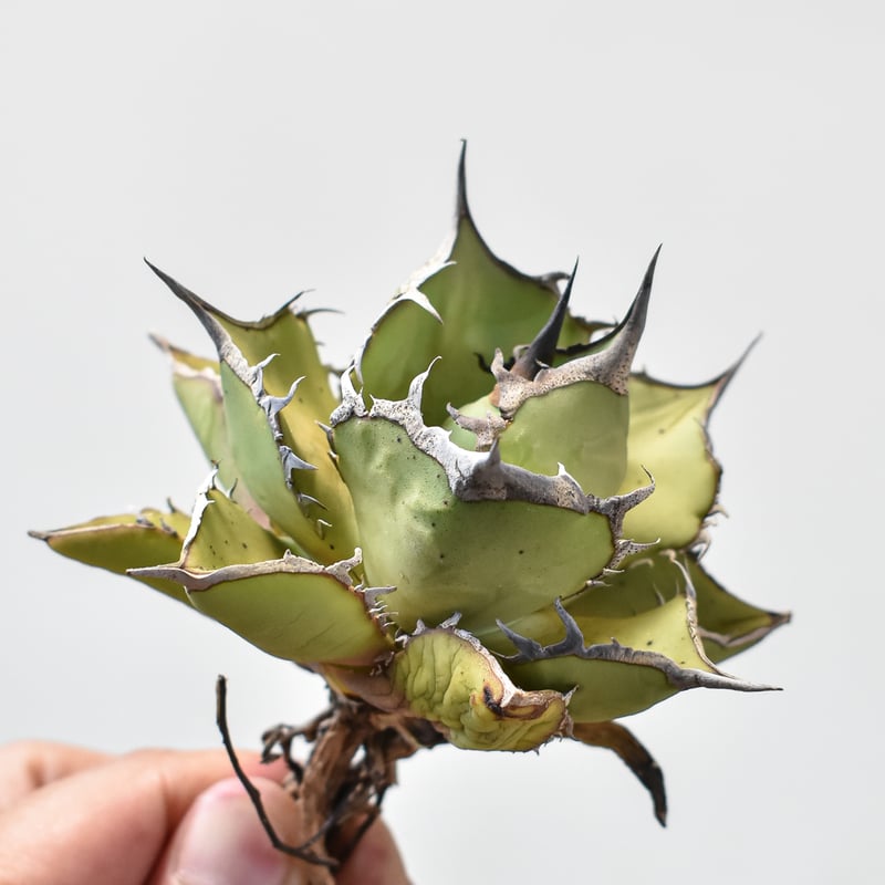 アガベ チタノタ パンダ 