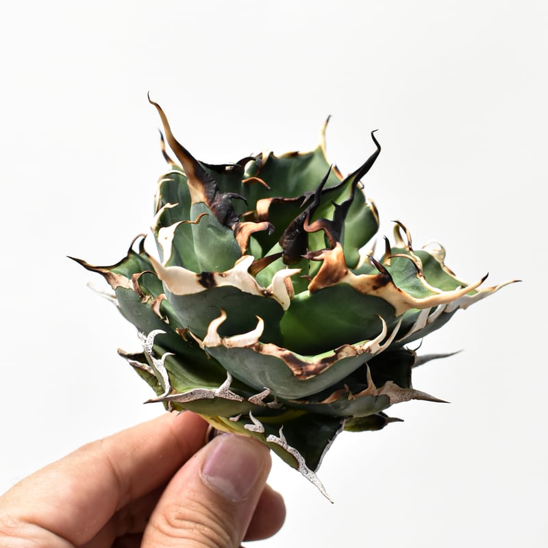 アガベ チタノタ ハデス 親株 アガベ チタノタ ハデス Agave titanota Hades No.1 | mana's