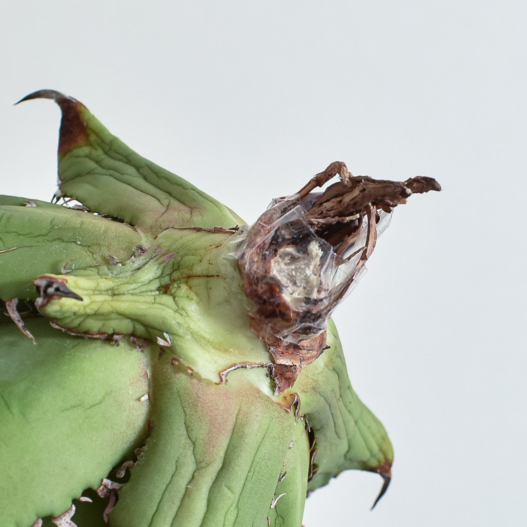 アガベ チタノタ 獵豹/チーター(子株付き) Berlin産 Berlin産