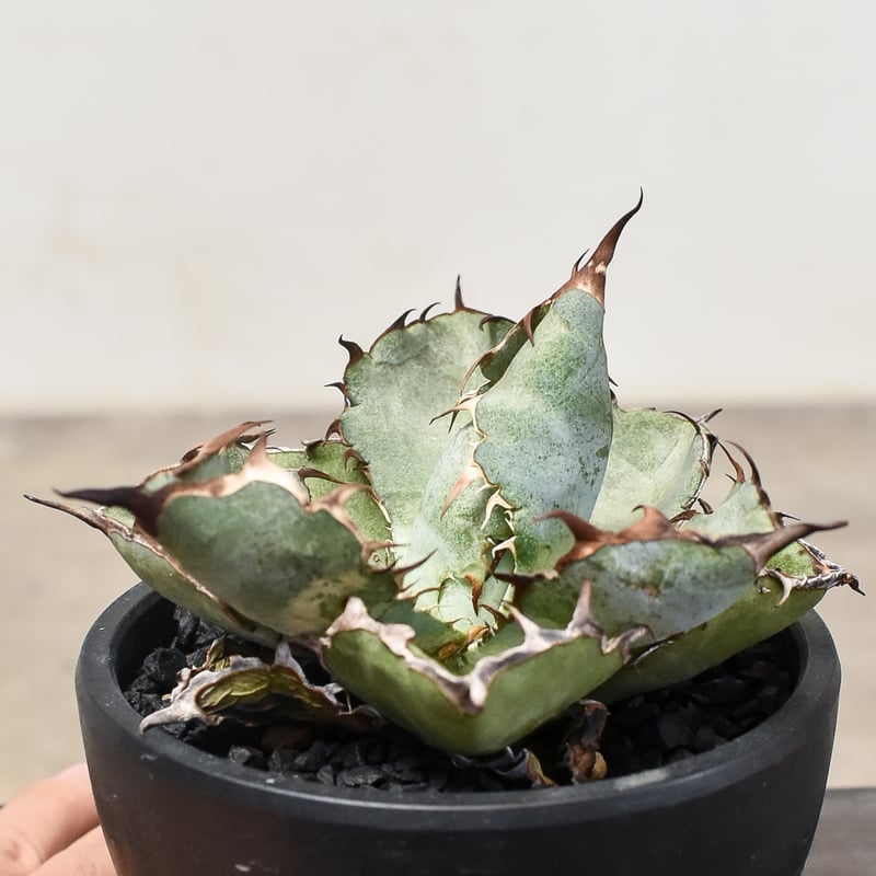 アガベ チタノタ ブラックアンドブルー 