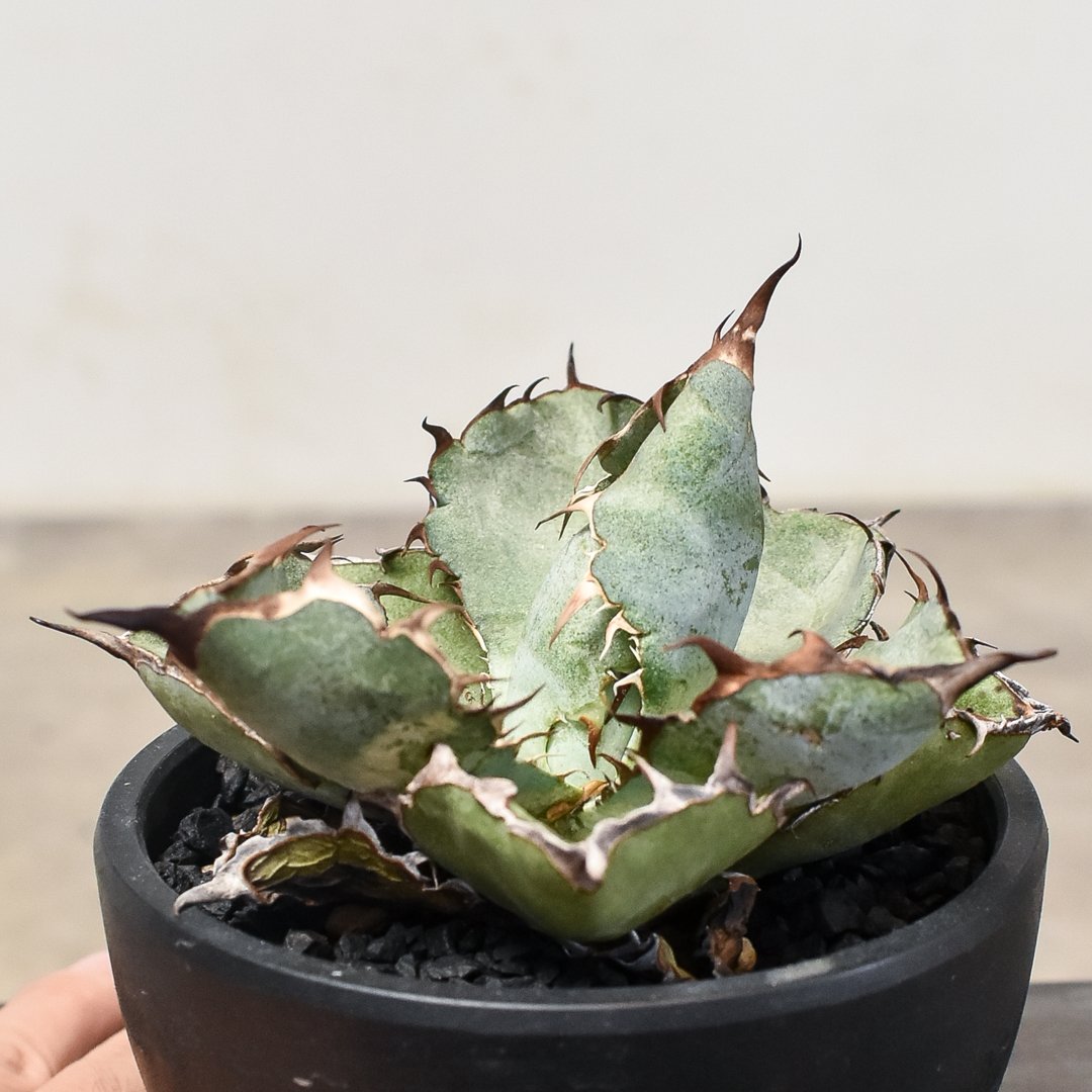 Agave アガベ チタノタ ブルー 105プレステラロング アガベ チタノタ