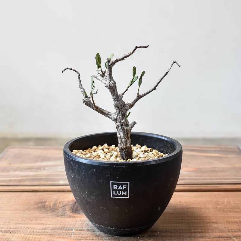 センナメリディオナリス　現地球　灌木　塊根植物　発根済み　美形　大型 センナメリディオナリス 現地球 灌木 塊根植物 発根済み 美形 大型