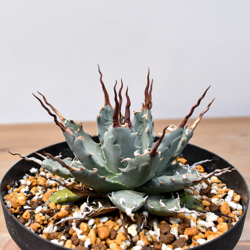 アガベ Dennis hybrid 妖炎X甲妖 /エボリスピナ×（イシスメンシス