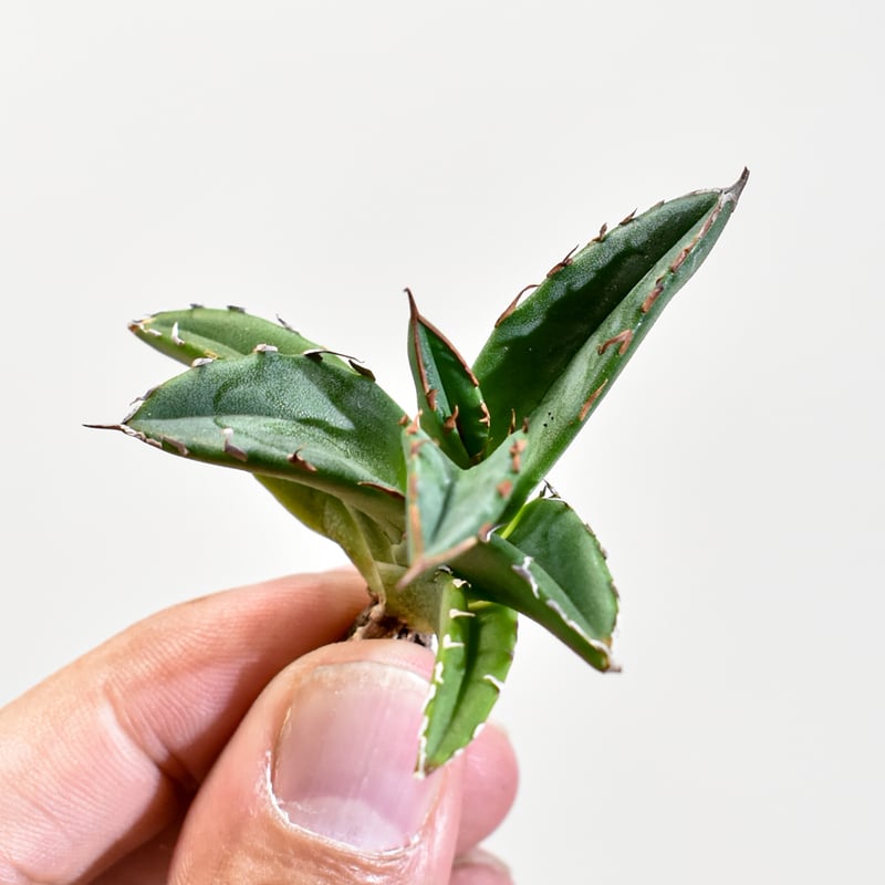 アガベ Dennis ハイブリッド 姬嚴龍x笹之雪 【台湾DENNIS産/抜き苗