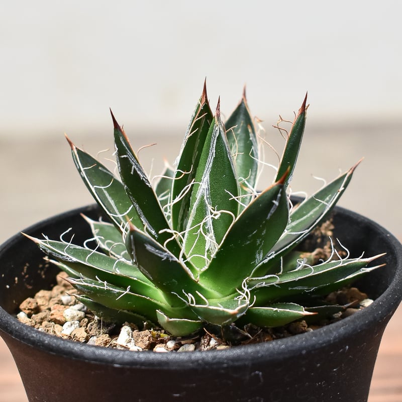 アガベ アガベ フィリフェラ 