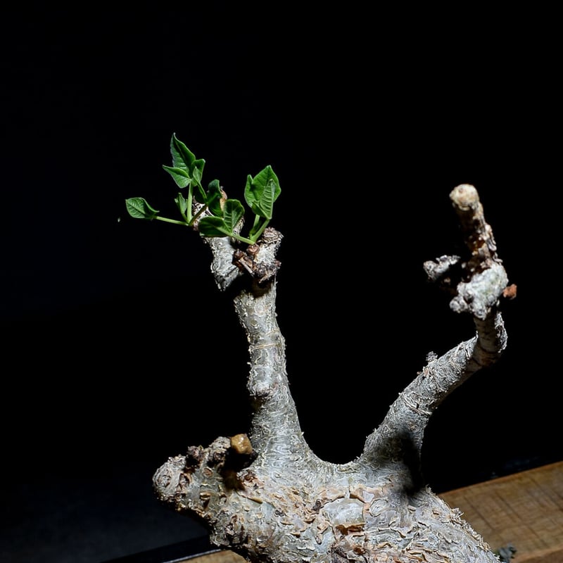 現地株　コミフォラ　グイドッティ　存在感　抜群　大型　美株　塊根植物　休眠中 現地株 コミフォラ グイドッティ 存在感 抜群 大型 美株 塊根