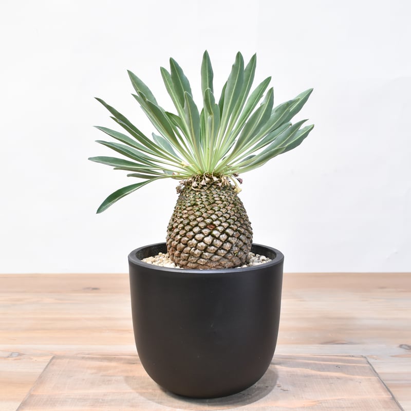 ユーフォルビア ブプレウリフォリア 鉄甲丸 ③ 大型 塊根植物 夏型 ユーフォルビア鉄甲丸 | STORES