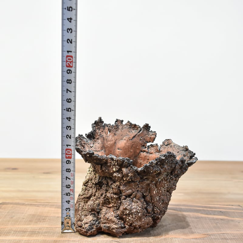 ハビタットスタイル ラモシシマ 鉢のまま発送 ハビタットスタイル ラモシシマ 鉢のまま発送 アロエ ラモシシマ