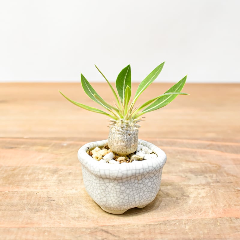 WACK” ON YOUR SIDE】パキポディウム マカイエンセ実生 WACK-A020