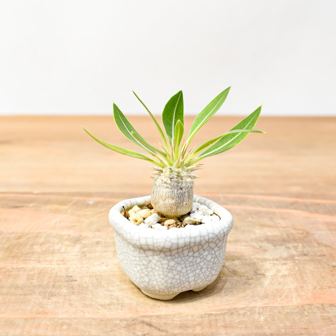 マカイエンセ 陶器鉢付き WACK” ON YOUR SIDE】パキポディウム マカイエンセ実生 WACK-A020