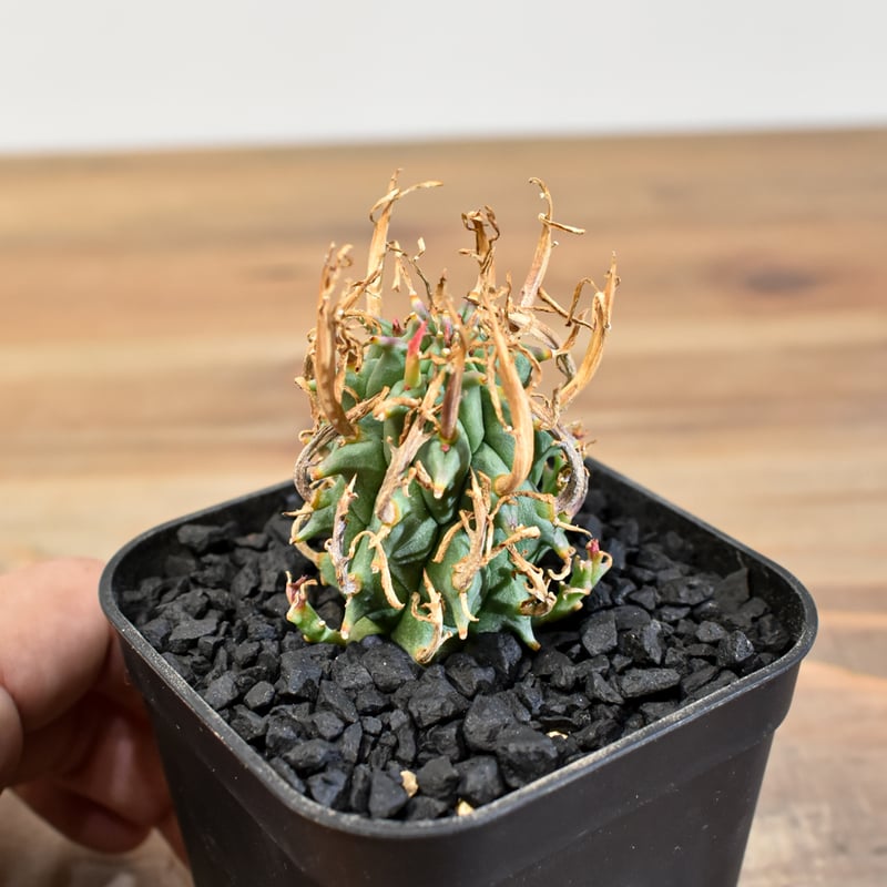 ユーフォルビア スコエンランディ 