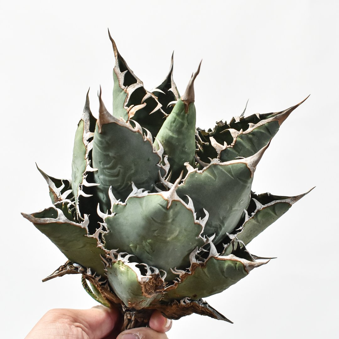 アガベ 鬼爪OSP株親株子株オテロイ