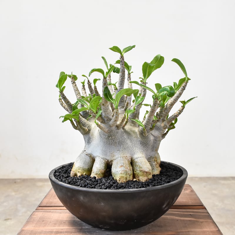 斑入アデニュウムソコトラナム原地種子実生株 アデニウム ソコトラナム 【発根済み】GS2400296 | RAFLUM / ラフラム