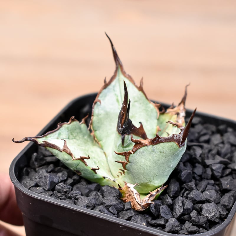 アガベ チタノタ DENNIS B05 【台湾DENNIS産/発根済み/子株】DN24028