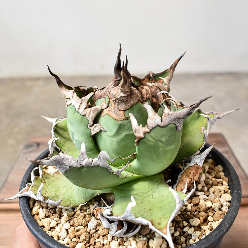 アガベチタノタ毒刺シーザー育成株オテロイ