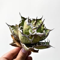 ユーフォルビア・ギラウミニアナ (現地球) RF22276 | RAFLUM / ラフラム