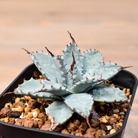 アガベ ハイブリット 日系イシスメンシス×象牙妖炎（陽炎エボリ）【台湾botanical_seeker産】RF25011395