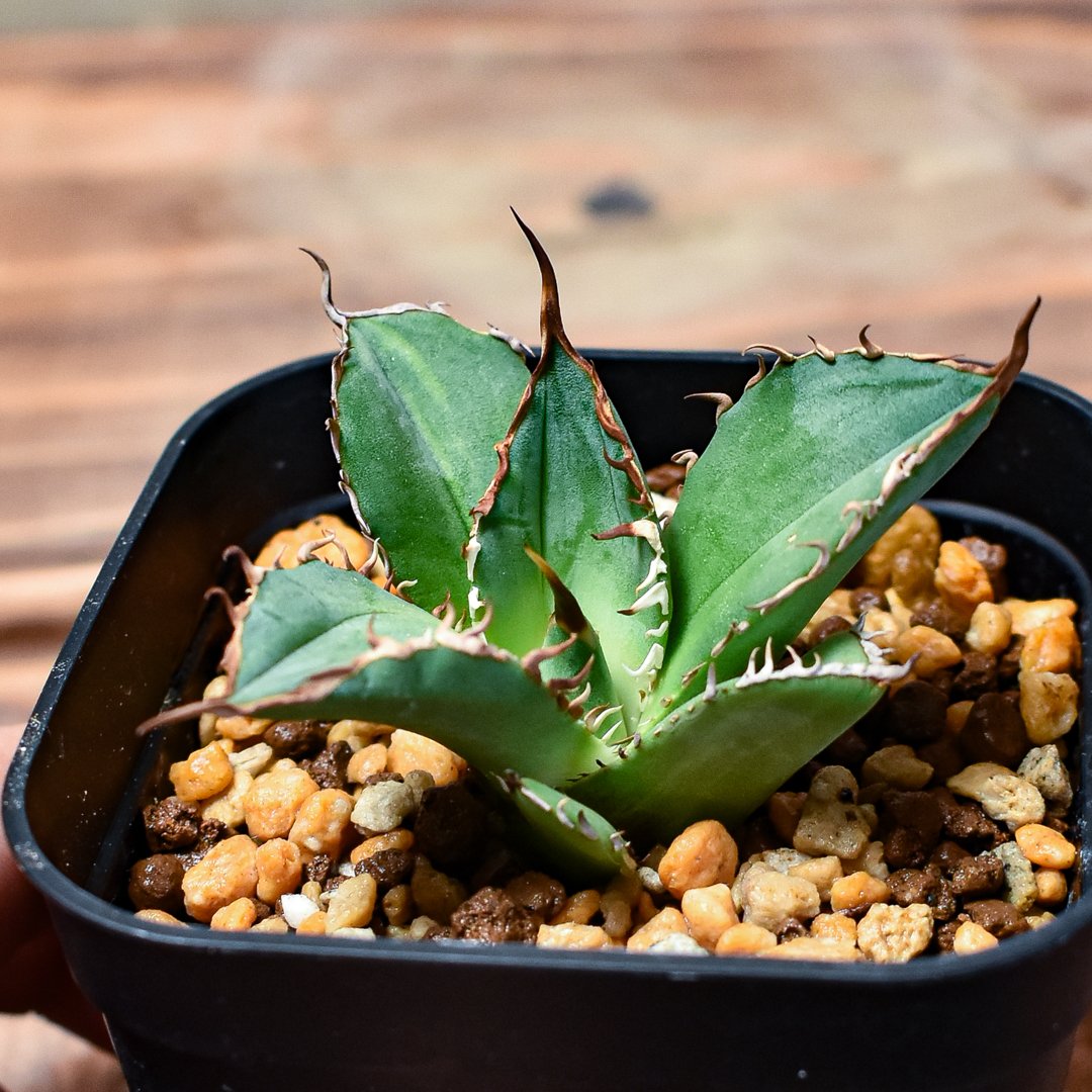 レア株】アガベ チタノタ 