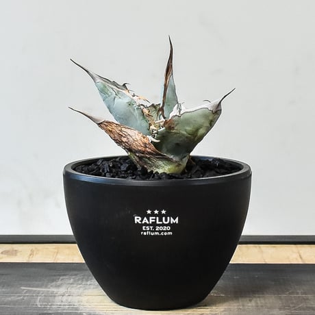 アガベ チタノタ ホワイトアイス  （発根済み）RF231450