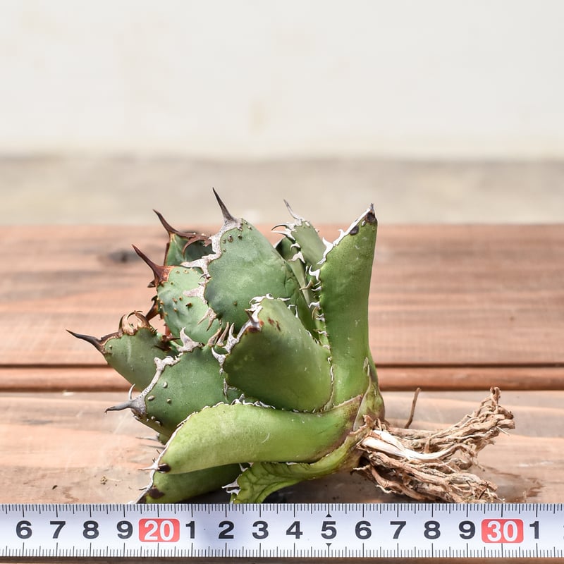 アガベ チタノタ 