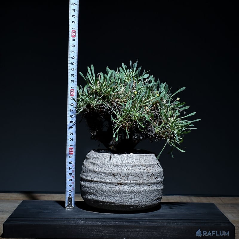 オトンナ ユーフォルビオイデス 