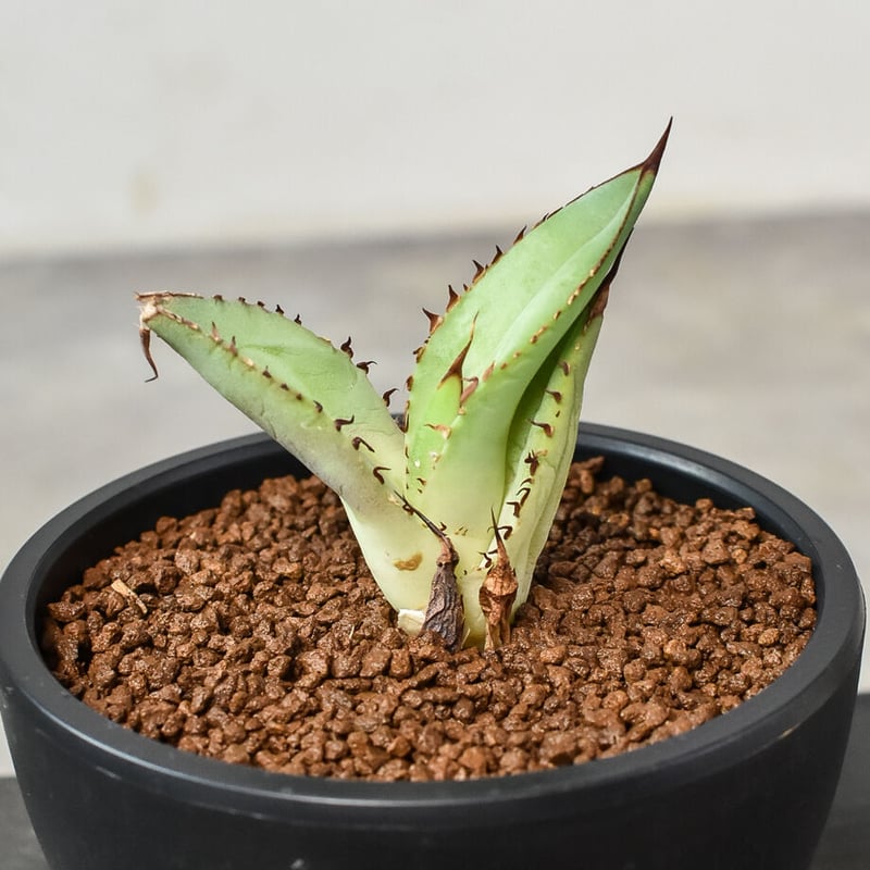 OSP産 Agave アガベ チタノタ 