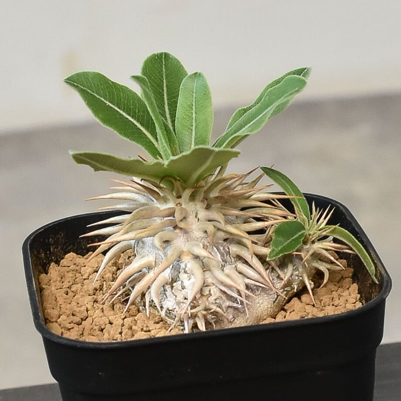 塊根植物　良形　エニグマティクム エニグマティクム 実生 A3326☆パキポディウム コーデックス