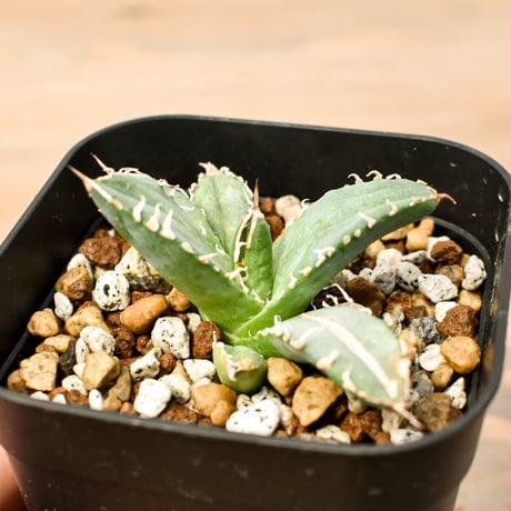 CATEGORY アガベ チタノタ 麒麟 | RAFLUM / ラフラム｜東京、大阪の