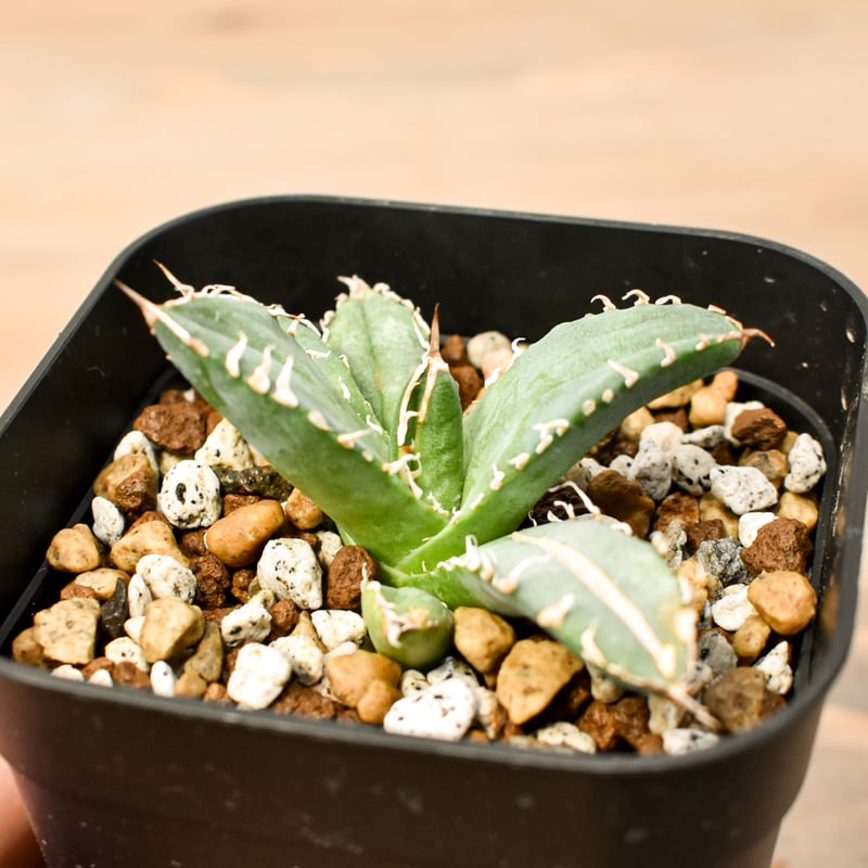 アガベ チタノタ 