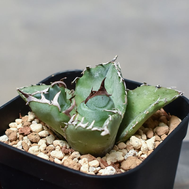 アガベ チタノタ白鯨 発根済み アガベ チタノタ 