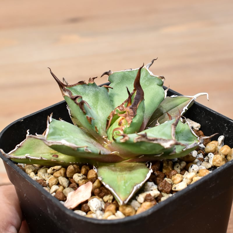 アガベ　チタノタ　有望株 アガベ チタノタ（特選US輸入株） | hanayoshi-botanical