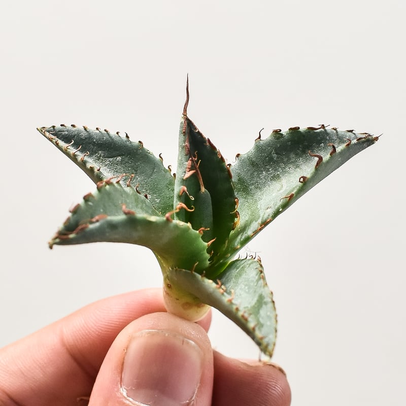 ユタエンシス エボリスピナ×ブラックアンドブルー【カリフォルニア産