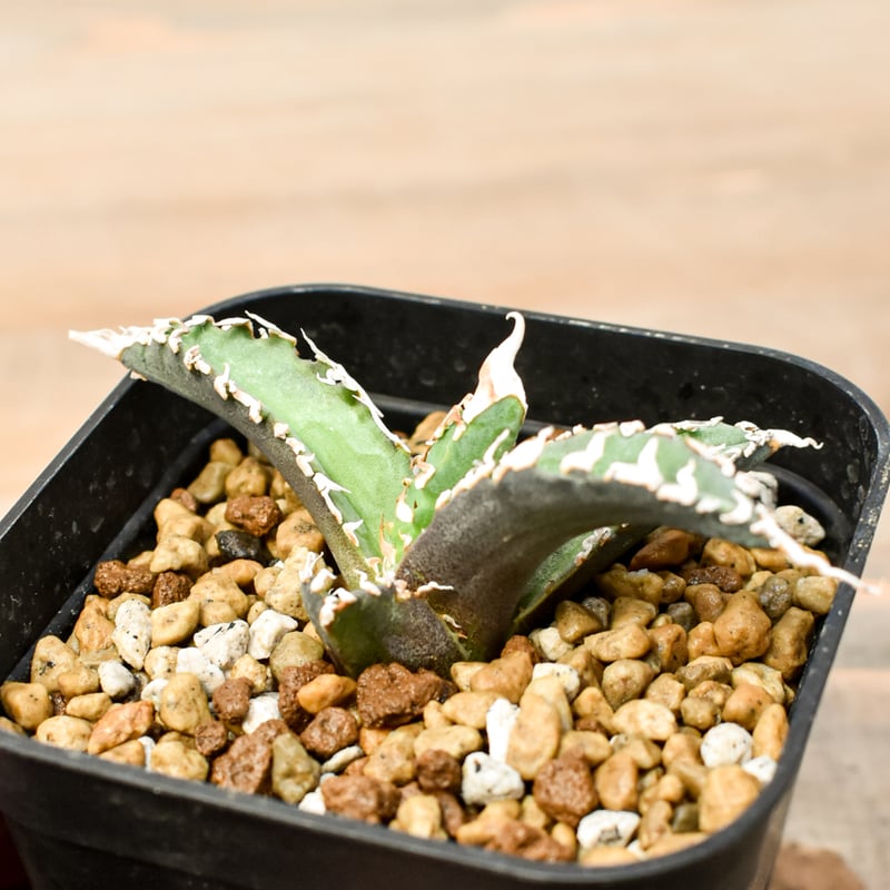 アガベ チタノタ ゴジラ 