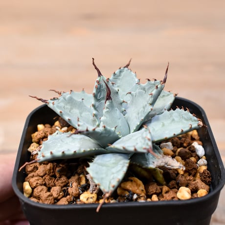 アガベ ハイブリット 日系イシスメンシス×象牙妖炎（陽炎エボリ）【台湾botanical_seeker産】RF25011395