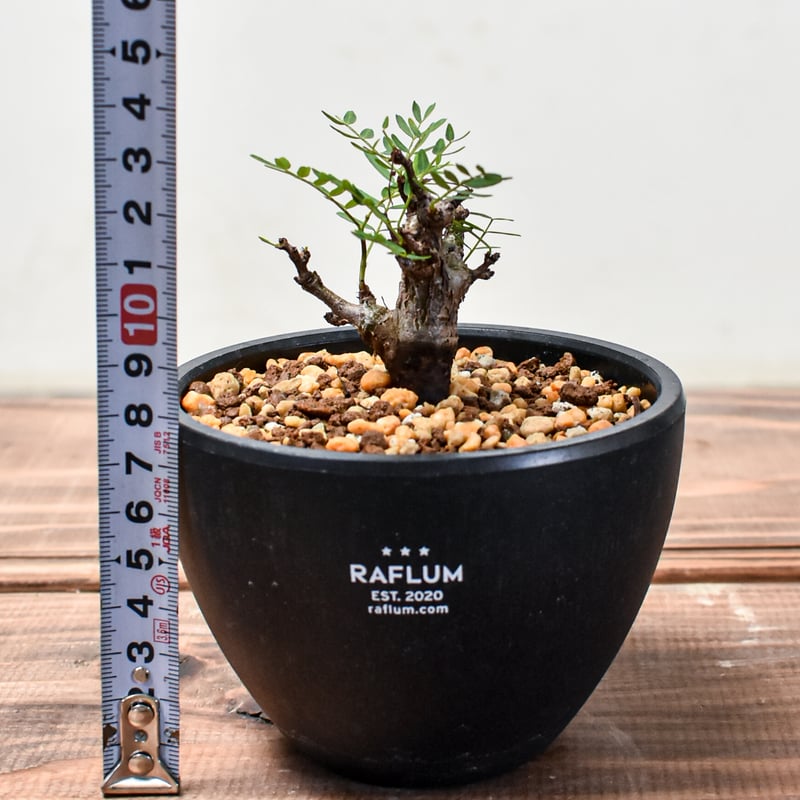 センナ　メリディオナリス　爆大　現地発根済み　1メートル近く センナ メリディオナリスB 発根済み