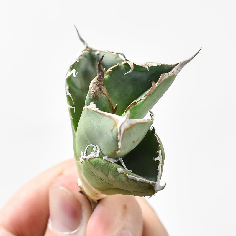 アガベ チタノタ DENNIS018 【台湾DENNIS産/抜き苗/子株】DN24028