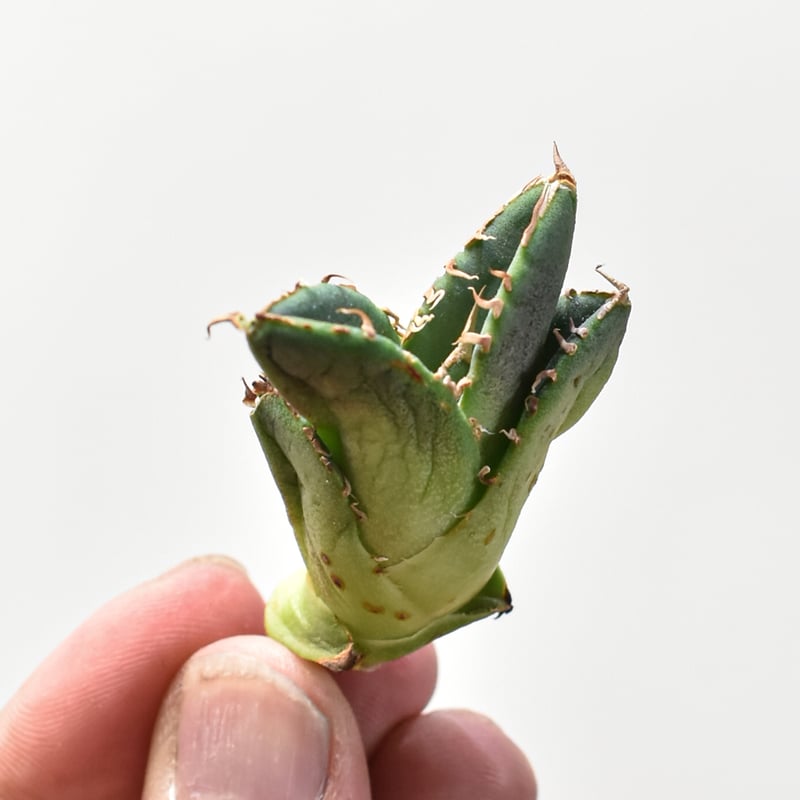 アガベ チタノタ 
