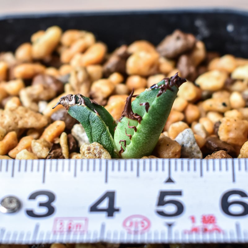 アガベチタノタ赤鬼redghost 親株コレクション株