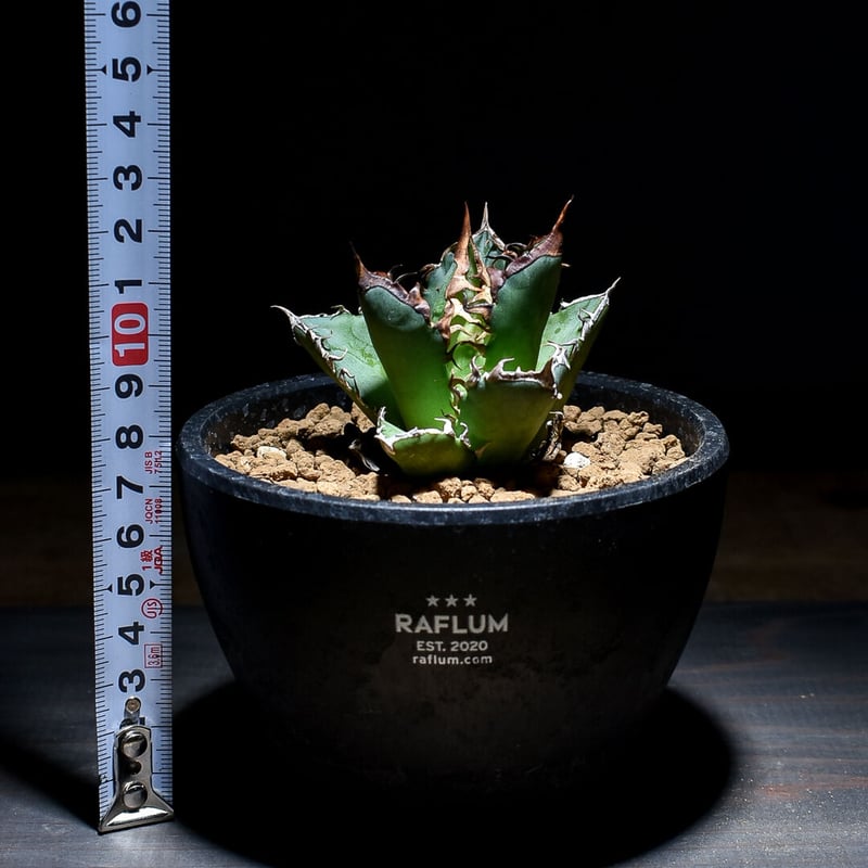 アガベ チタノタ 